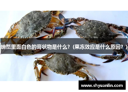 螃蟹里面白色的膏状物是什么？(果冻效应是什么原因？)